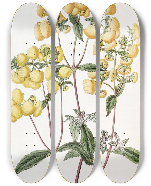 Triptych art skateboard deck of Sydenham Edwards Sageleaved Slipperflower by Sydenham Edwards (1768-1819)