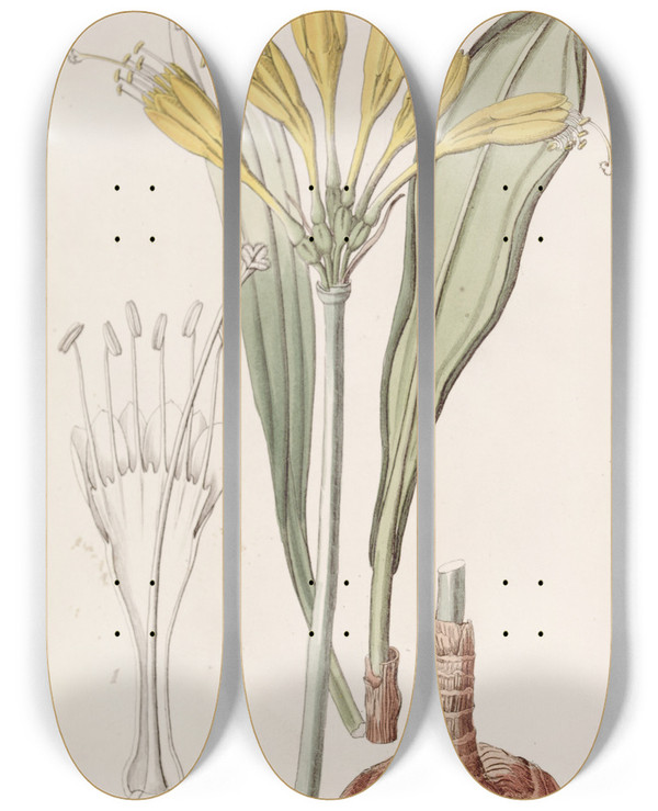 Triptych art skateboard deck of Sydenham Edwards Yolkofegg Stenomesson by Sydenham Edwards (1768-1819)