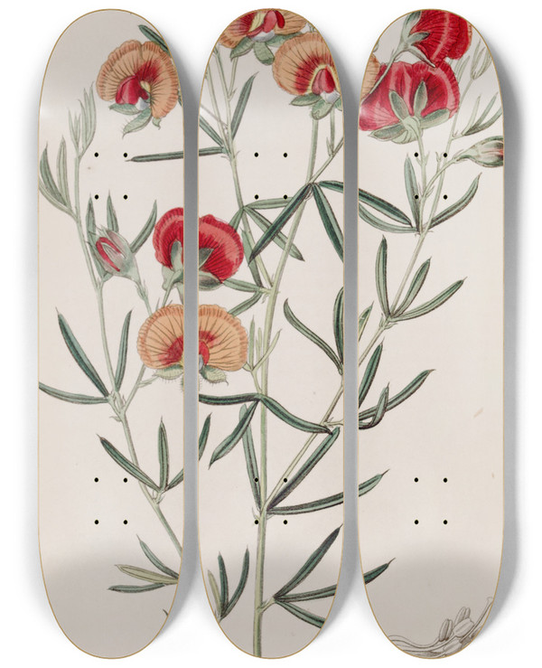 Triptych art skateboard deck of Sydenham Edwards Changeable Gompholobium by Sydenham Edwards (1768-1819)
