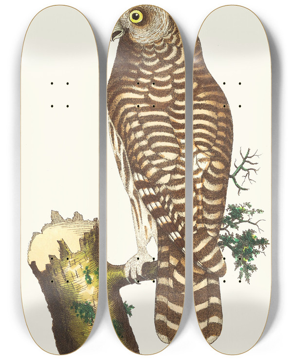 Triptych art skateboard deck of George Shaw The Clouded Owl by George Shaw (1751-1813)