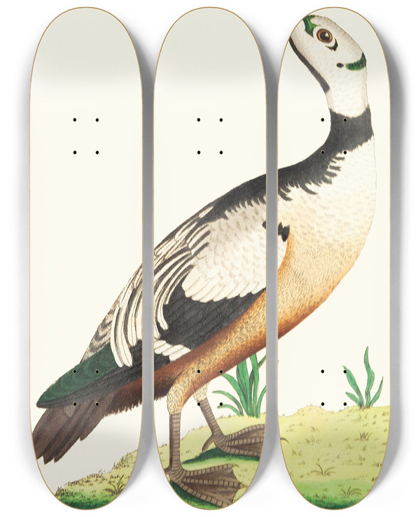 Triptych art skateboard deck of George Shaw The Western Duck by George Shaw (1751-1813)