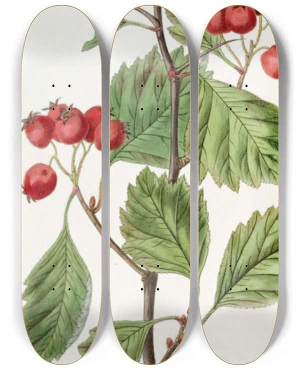 Triptych art skateboard deck of Sydenham Edwards Scarletfruited Hawthorn by Sydenham Edwards (1768-1819)