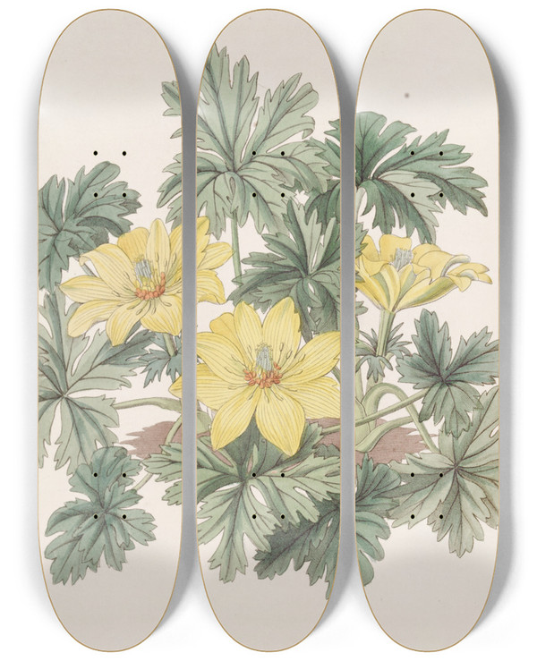 Triptych art skateboard deck of Sydenham Edwards Stemless Globeflower by Sydenham Edwards (1768-1819)
