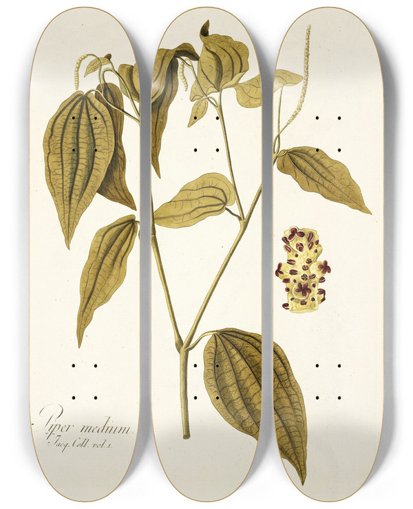 Triptych art skateboard deck of Nikolaus Joseph Freiherr Von Jacquin Piper Medium by Nikolaus Joseph Freiherr Von Jacquin (1727-1817)