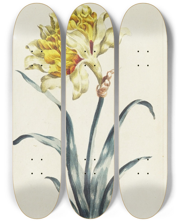 Triptych art skateboard deck of Carington Bowles Double Daffodill by Carington Bowles (1724-1793)
