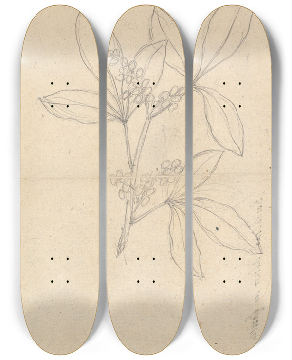 Triptych art skateboard deck of Luigi Balugani Beidelsar Asclepias Procera by Luigi Balugani (1737-1770)