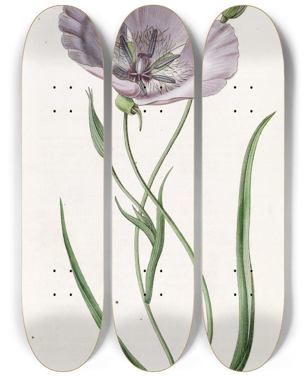 Triptych art skateboard deck of Sydenham Edwards Satiny Calochortus by Sydenham Edwards (1768-1819)