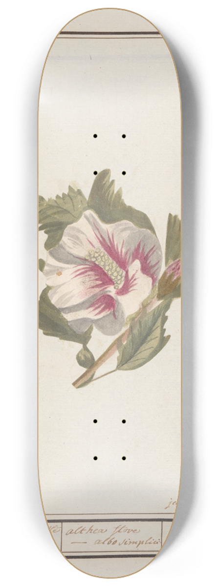 Jan Anton Garemyn - Hibiscus (Hibiscus syriacus) 8.25 inch art skate deck