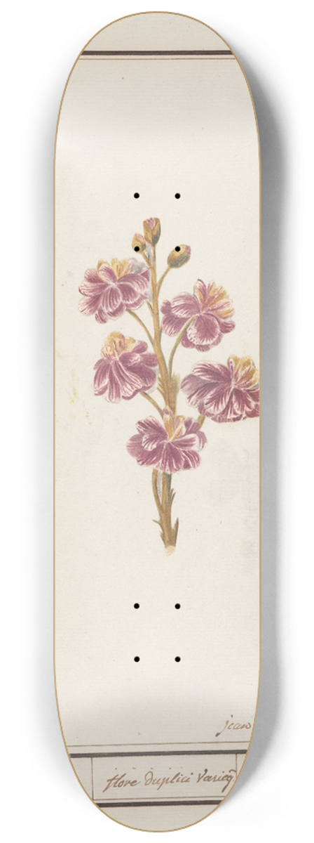 Jan Anton Garemyn - Muurbloem (Erysimum cheiri) 8.25 inch art skate deck