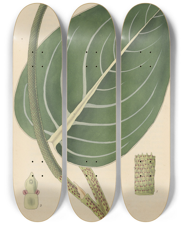 Triptych art skateboard deck of William Jackson Hooker Peperomia Maculosa by William Jackson Hooker (1785-1865)