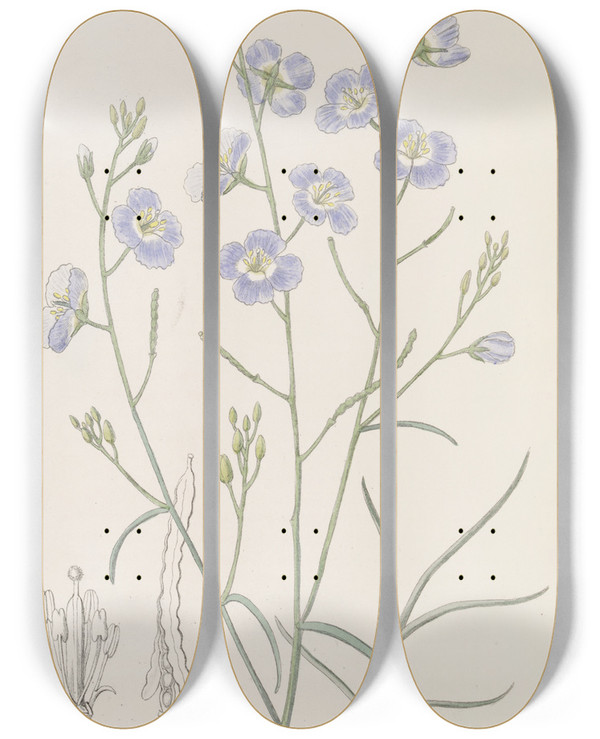 Triptych art skateboard deck of Sydenham Edwards Trifid Suncress by Sydenham Edwards (1768-1819)