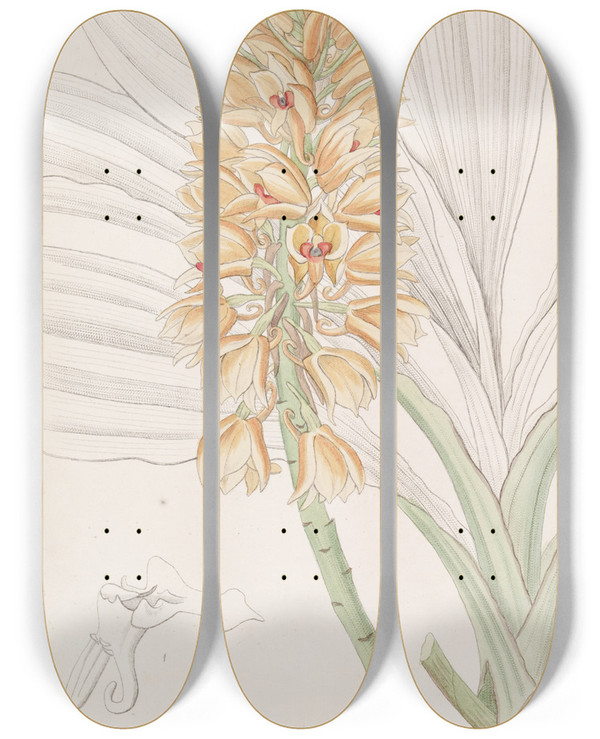Triptych art skateboard deck of Sydenham Edwards Yellowspiked Calanthe by Sydenham Edwards (1768-1819)