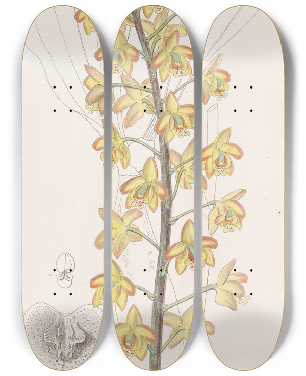 Triptych art skateboard deck of Sydenham Edwards Twolobed Eriops by Sydenham Edwards (1768-1819)