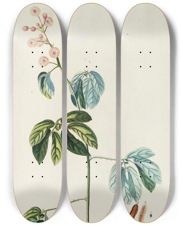 Triptych art skateboard deck of Georg Dionysius Ehret Mimosa by Georg Dionysius Ehret (1708-1770)