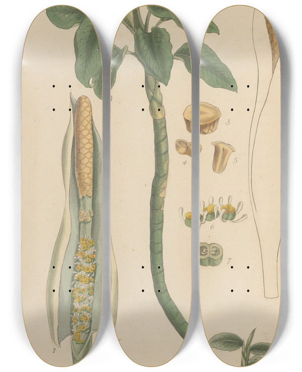 Triptych art skateboard deck of William Jackson Hooker Caladium Seguinum by William Jackson Hooker (1785-1865)
