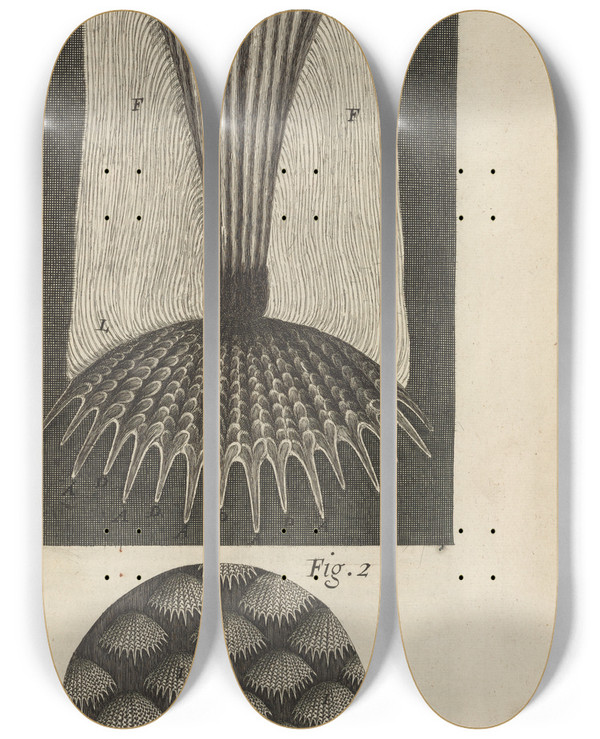 Triptych art skateboard deck of Robert Hooke Microscopic View Of Fish Scales by Robert Hooke (1635-1703)