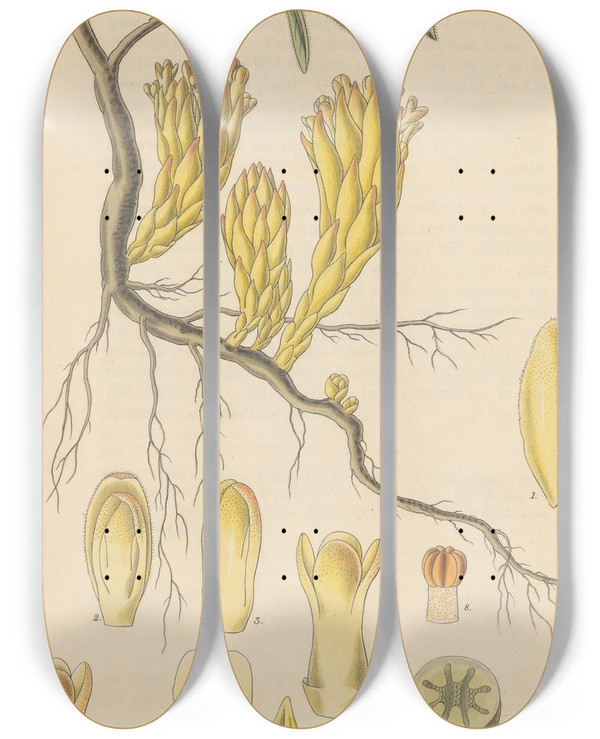Triptych art skateboard deck of William Jackson Hooker Cytinus Hypocistis by William Jackson Hooker (1785-1865)