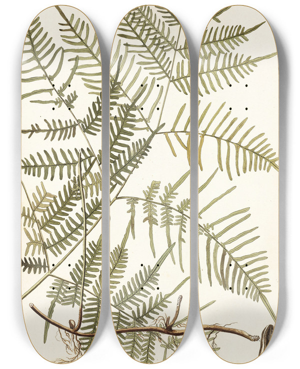 Triptych art skateboard deck of Nikolaus Joseph Freiherr Von Jacquin Pteris Caudata by Nikolaus Joseph Freiherr Von Jacquin (1727-1817)