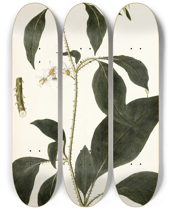 Triptych art skateboard deck of Nikolaus Joseph Freiherr Von Jacquin Solanum Lanceaefolium by Nikolaus Joseph Freiherr Von Jacquin (1727-1817)