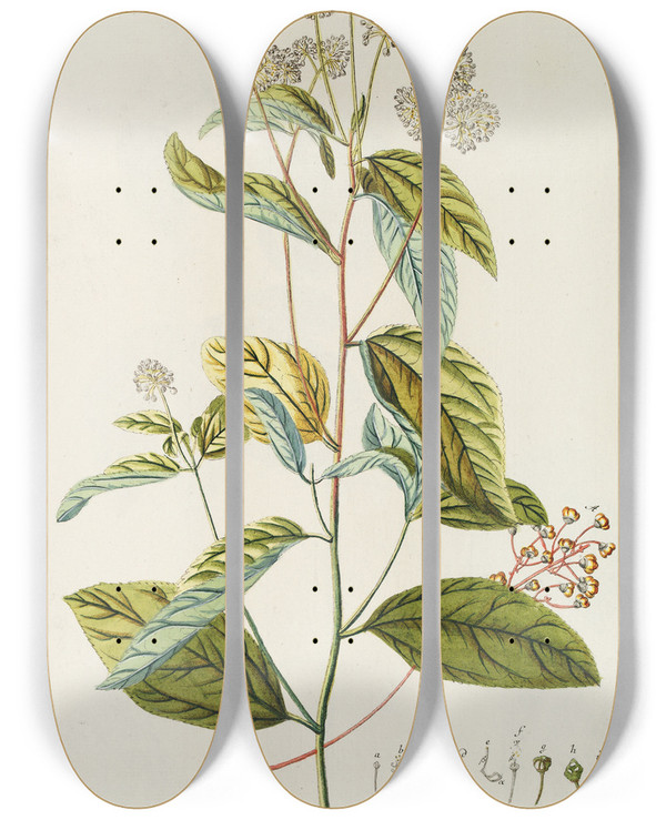 Triptych art skateboard deck of Georg Dionysius Ehret Ceanothus by Georg Dionysius Ehret (1708-1770)