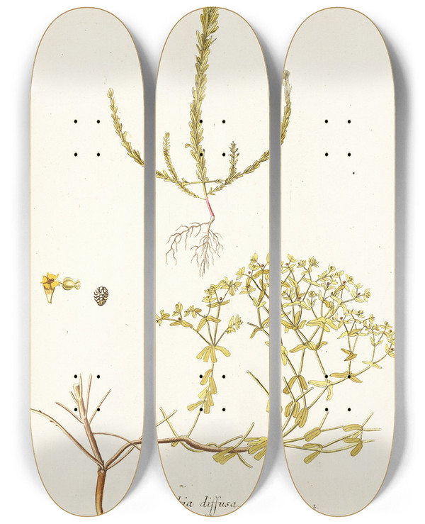 Triptych art skateboard deck of Nikolaus Joseph Freiherr Von Jacquin Euphorbia Diffusa by Nikolaus Joseph Freiherr Von Jacquin (1727-1817)
