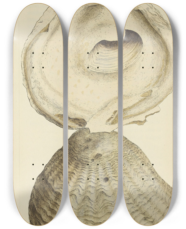 Triptych art skateboard deck of James Sowerby The Mineral Conchology Of Great Britain Pl429 by James Sowerby (1757-1822)