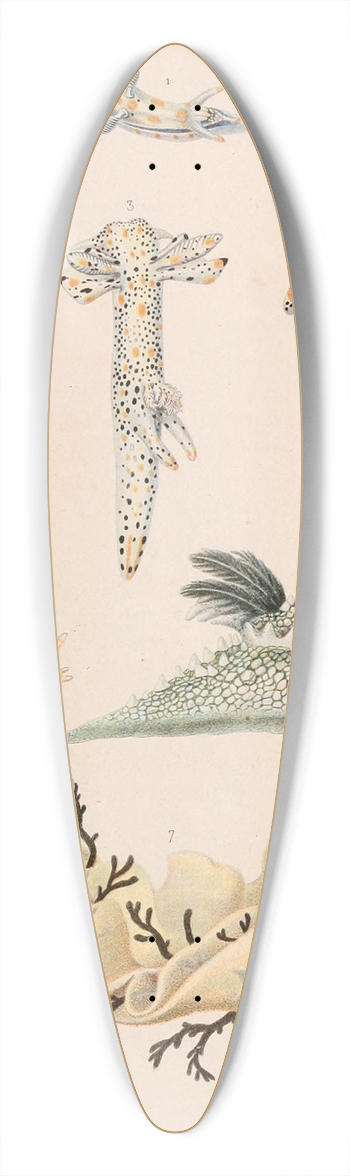 Alfred Frdol - Mollusques nus II 39.3 inch art pintail longboard deck