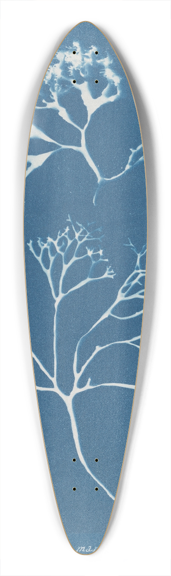 Anna Atkins - Chondrus mamillosus 39.3 inch art pintail longboard deck