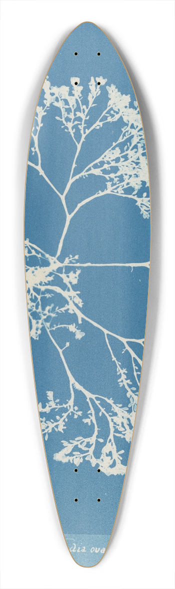 Anna Atkins - Chylocladia ovalis. 39.3 inch art pintail longboard deck