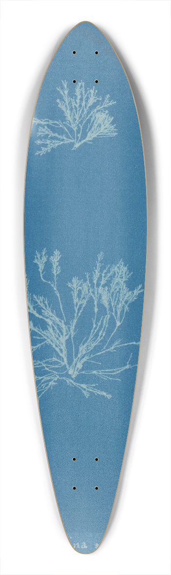Anna Atkins - Corallina squamata 39.3 inch art pintail longboard deck