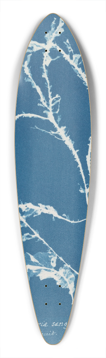Anna Atkins - Delesseria sanguinea in fruit 39.3 inch art pintail longboard deck
