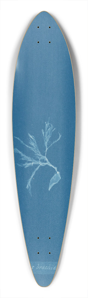 Anna Atkins - Ectocarpus brachiatus. 39.3 inch art pintail longboard deck