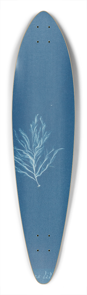 Anna Atkins - Ectocarpus littoralis. 39.3 inch art pintail longboard deck