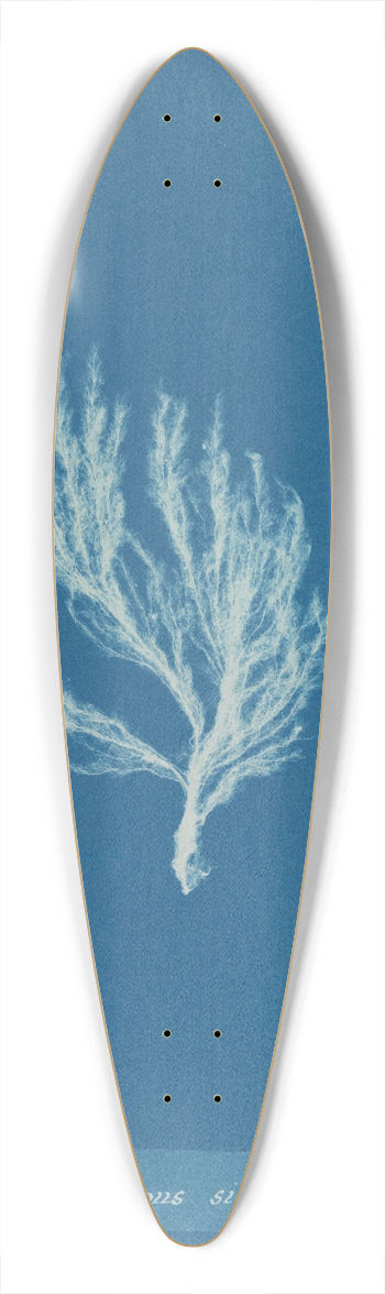 Anna Atkins - Ectocarpus siliculosus. 39.3 inch art pintail longboard deck