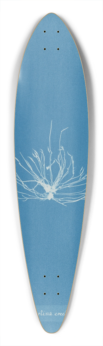 Anna Atkins - Gigartina erecta 39.3 inch art pintail longboard deck