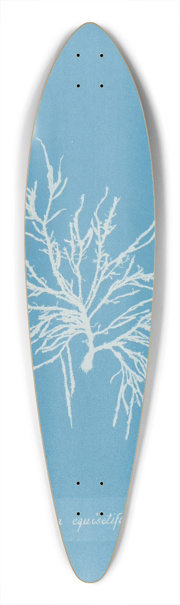 Anna Atkins - Griffithsia equisetifolia 39.3 inch art pintail longboard deck