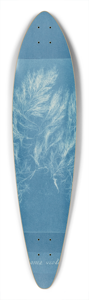 Anna Atkins - Polysiphonia violacea 39.3 inch art pintail longboard deck