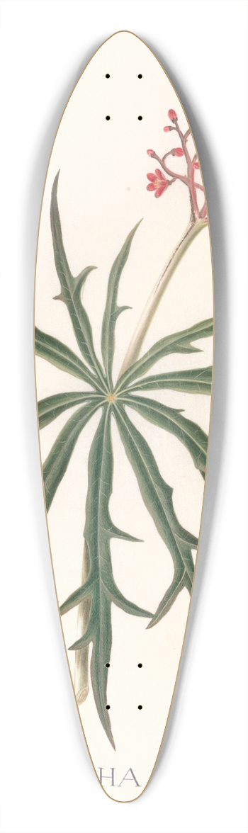 Ann Lee - Jatropha Multifidis 39.3 inch art pintail longboard deck
