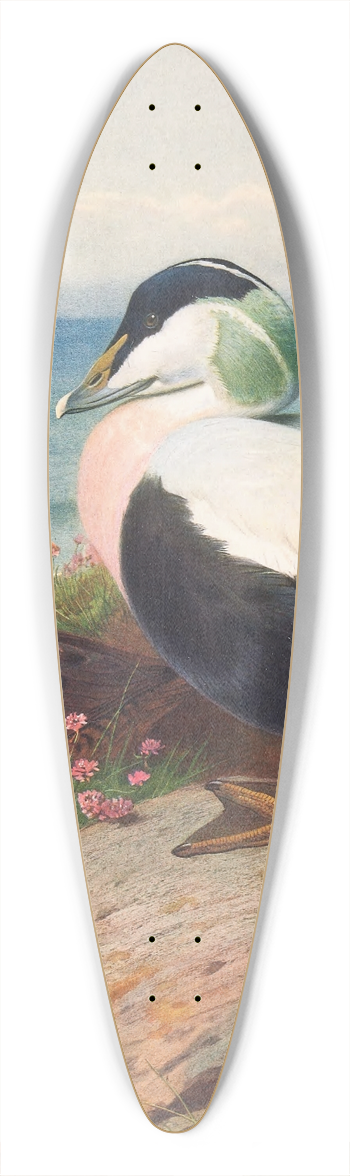 Archibald Thorburn - Eider Duck 39.3 inch art pintail longboard deck