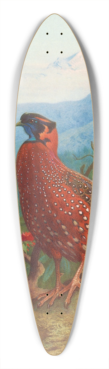 Archibald Thorburn - The Satyr Tragopan 39.3 inch art pintail longboard deck