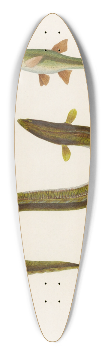 Arthus Bertrand - Anguilla Callensis, Leuciscus Callensis 39.3 inch art pintail longboard deck