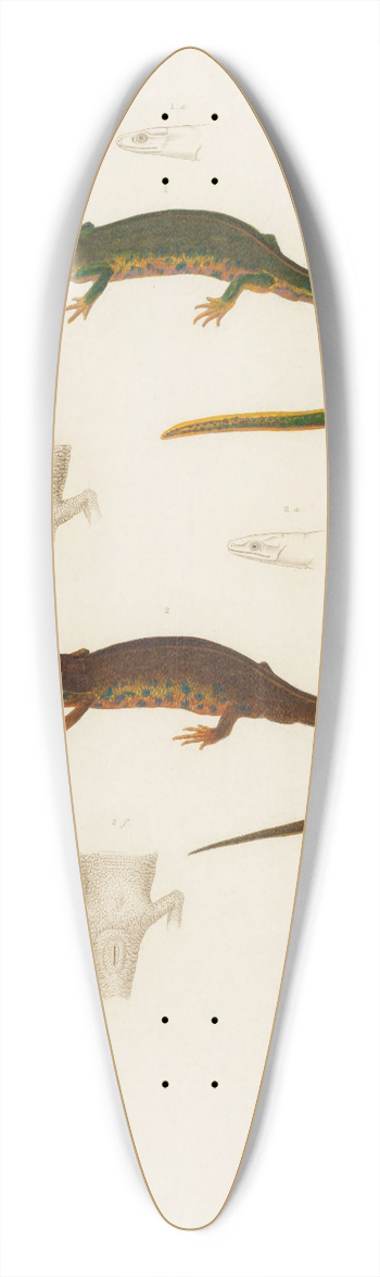 Arthus Bertrand - Triton nebulosus, Euproctus Rusconii 39.3 inch art pintail longboard deck