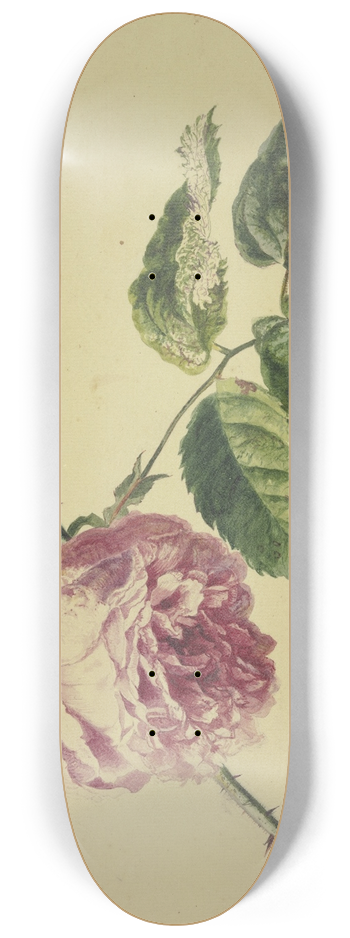 Jan van Huysum - A rose 8.25 inch art skate deck