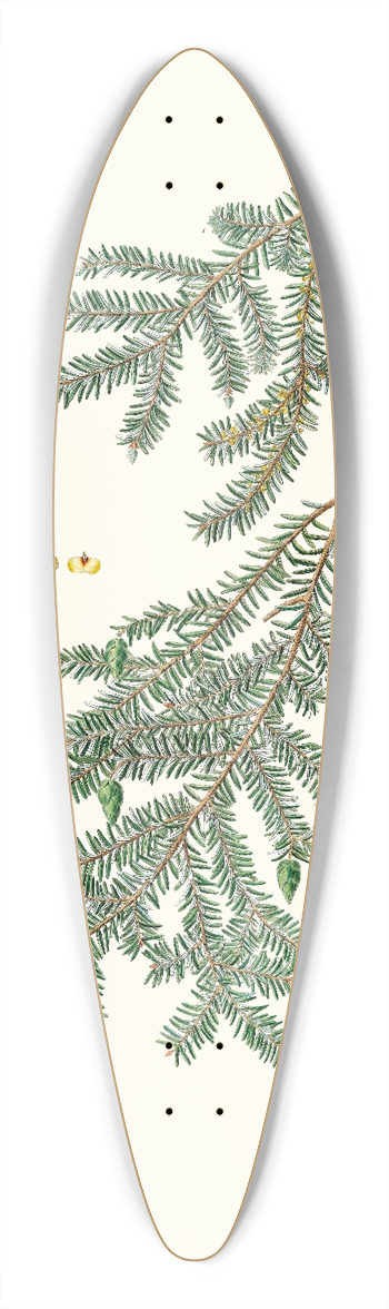 Aylmer Bourke Lambert - Pinus canadensis = Canada pine 39.3 inch art pintail longboard deck