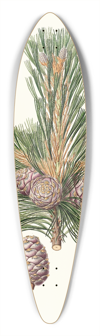 Aylmer Bourke Lambert - Pinus cembra = Siberian stone pine. 39.3 inch art pintail longboard deck