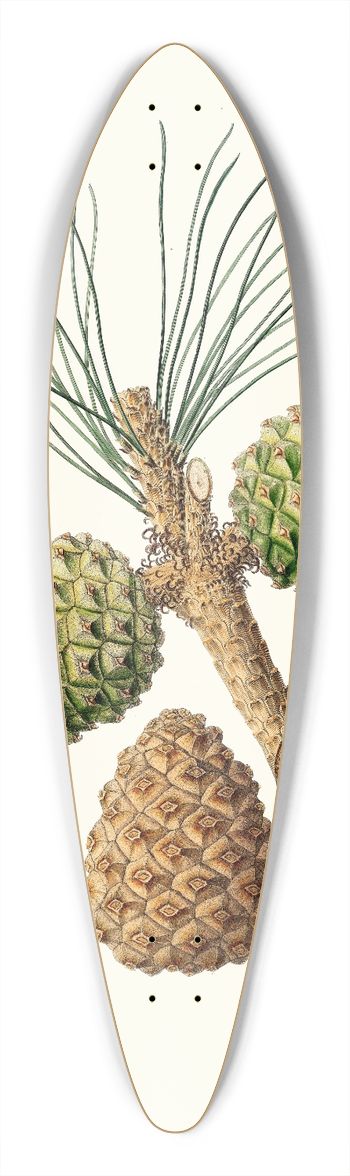 Aylmer Bourke Lambert - Pinus pinea = The stone pine. 39.3 inch art pintail longboard deck