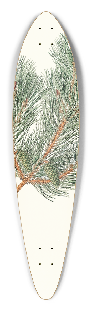 Aylmer Bourke Lambert - Pinus variablilis = Variable-leaved bastard pine 39.3 inch art pintail longboard deck