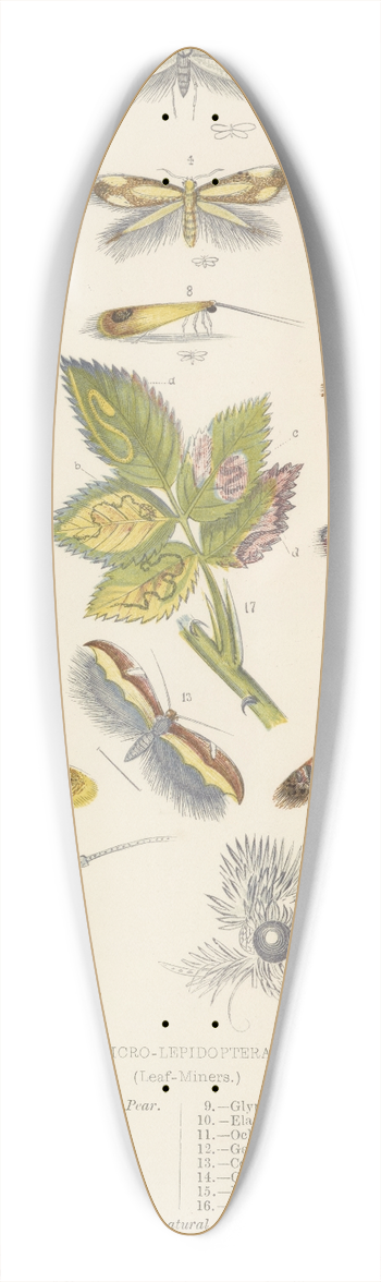 Barret And Sons - Micro-Lepidoptera Or Leaf Miners 39.3 inch art pintail longboard deck