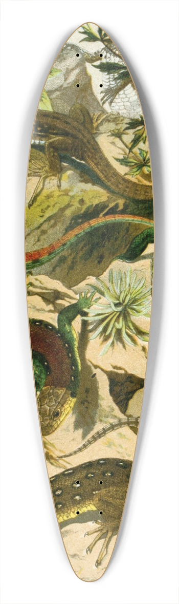 Bruno Drigen - Lacerta agilis, var. erythromotus, Lac. muralis 39.3 inch art pintail longboard deck