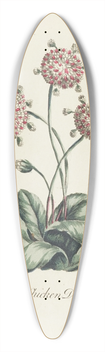 Carington Bowles - Hen & Chicken Daisey 39.3 inch art pintail longboard deck